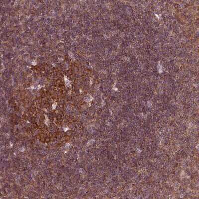 Immunohistochemistry-Paraffin: LSM14A Antibody [NBP1-88473]