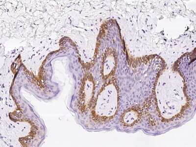 Immunohistochemistry-Paraffin: LSM14A Antibody [NBP2-99157]