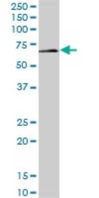 Western Blot: LSM14A Antibody [H00026065-B01P]