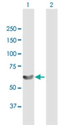 Western Blot: LSM14A Antibody [H00026065-B01P]