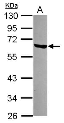 Western Blot: LSM14A Antibody [NBP2-17181]