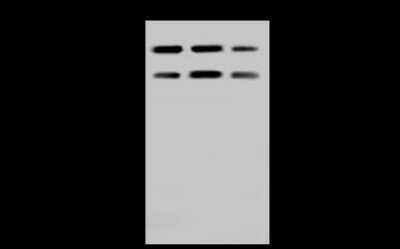 Western Blot: LSM14A Antibody [NBP2-99157]