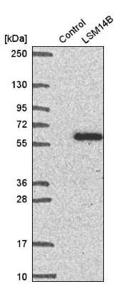 Western Blot: LSM14B Antibody [NBP2-56828]