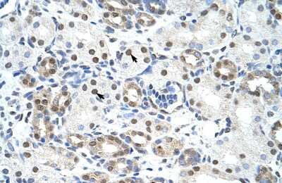 Immunohistochemistry-Paraffin: LSM2 Antibody [NBP1-57504]