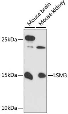 Western Blot: LSM3 AntibodyAzide and BSA Free [NBP3-04399]