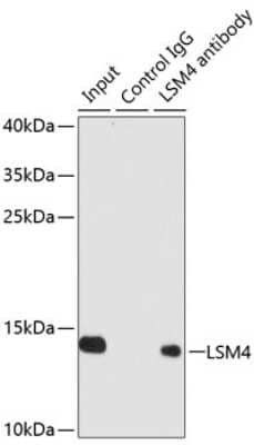 Western Blot: LSM4 AntibodyBSA Free [NBP3-04444]