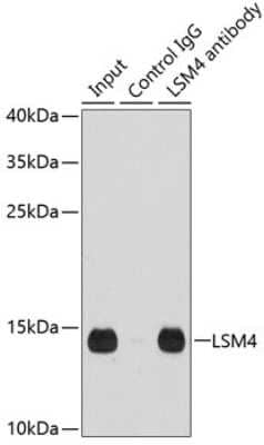 Western Blot: LSM4 AntibodyBSA Free [NBP3-04445]