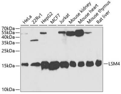 Western Blot: LSM4 AntibodyBSA Free [NBP3-04445]