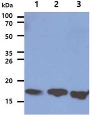 Western Blot: LSM5 Antibody (25F8)BSA Free [NBP2-59399]