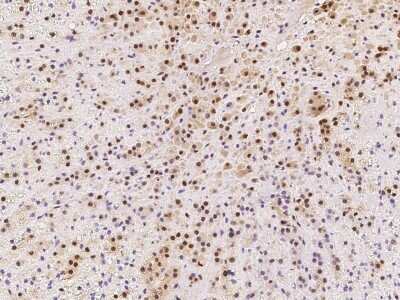 Immunohistochemistry-Paraffin: LSM7 Antibody [NBP2-97868]