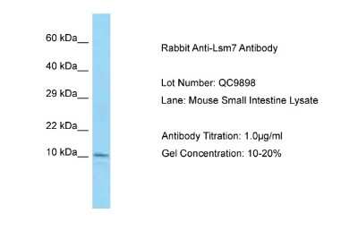 Western Blot: LSM7 Antibody [NBP2-83165]