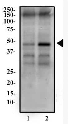 Western Blot: LSP1 AntibodyBSA Free [NBP1-74048]