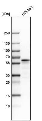 Western Blot: LSP1 Antibody [NBP1-86852]