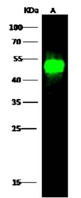 Western Blot: LSP1 Antibody [NBP3-00254]