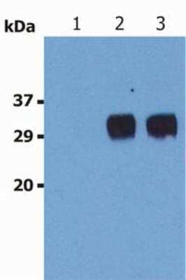 Western Blot: LST1 Antibody (LST1/02)BSA Free [NBP1-45072]