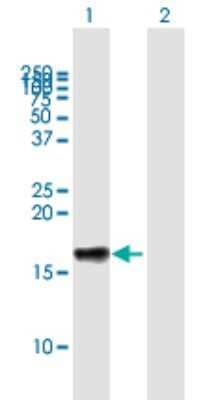 Western Blot: LST1 Antibody [H00007940-B01P]