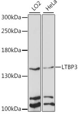 Western Blot: LTBP3 AntibodyAzide and BSA Free [NBP3-04372]