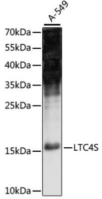 Western Blot: LTC4S AntibodyAzide and BSA Free [NBP3-03949]