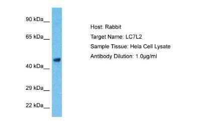 Western Blot: LUC7L2 Antibody [NBP2-37852]