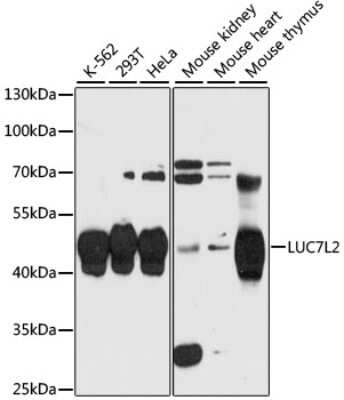 Western Blot: LUC7L2 AntibodyAzide and BSA Free [NBP3-04955]