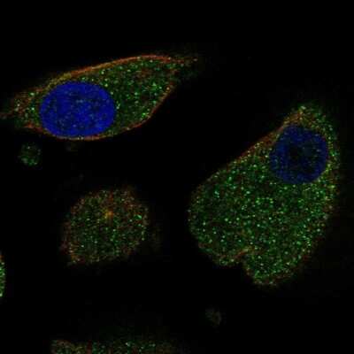 Immunocytochemistry/ Immunofluorescence: LURAP1 Antibody [NBP1-83568]