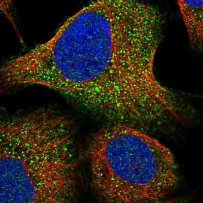 Immunocytochemistry/ Immunofluorescence: LURAP1 Antibody [NBP1-83569]