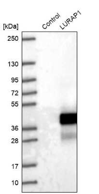 Western Blot: LURAP1 Antibody [NBP1-83569]