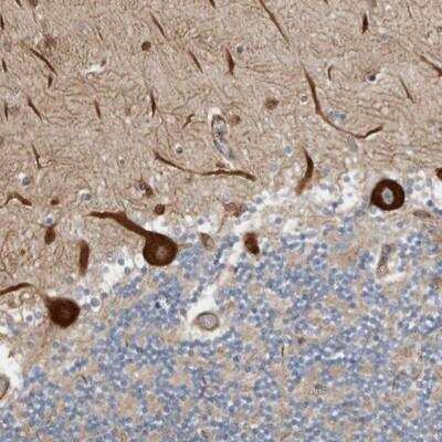 Immunohistochemistry-Paraffin: LUZP1 Antibody [NBP1-81281]