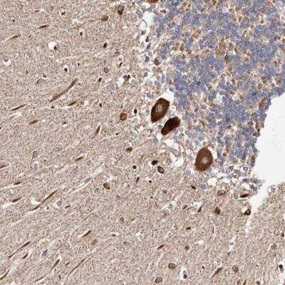 Immunohistochemistry-Paraffin: LUZP1 Antibody [NBP1-81282]