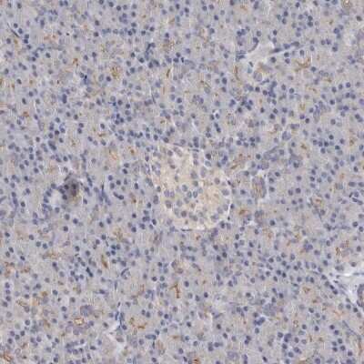 Immunohistochemistry-Paraffin: LUZP1 Antibody [NBP1-81282]