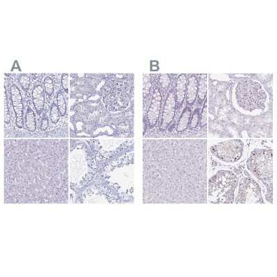 Immunohistochemistry-Paraffin: LUZP4 Antibody [NBP2-33634]