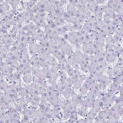 Immunohistochemistry-Paraffin: LUZP4 Antibody [NBP2-33634]