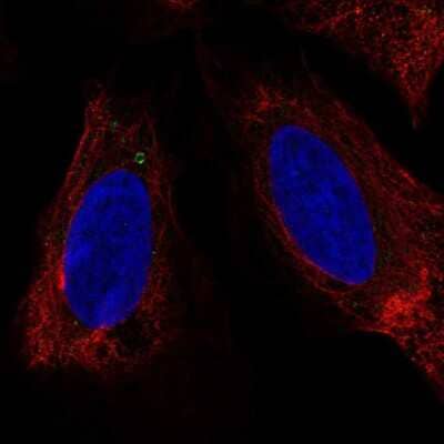 Immunocytochemistry/ Immunofluorescence: LUZP6 Antibody [NBP2-58849]