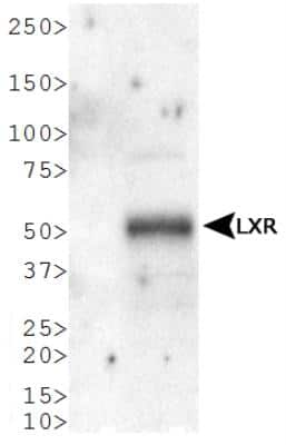 Western Blot: LXR alpha/NR1H3 Antibody [NB400-157]