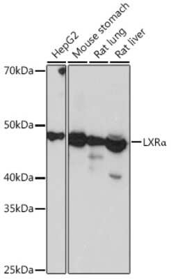 Western Blot: LXR alpha/NR1H3 Antibody (7Z4H10) [NBP3-16304]