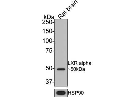 Western Blot: LXR alpha/NR1H3 Antibody (JA20-38) [NBP2-66938]