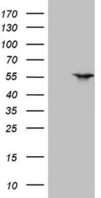 Western Blot: LXR alpha/NR1H3 Antibody (OTI1A5)Azide and BSA Free [NBP2-72550]