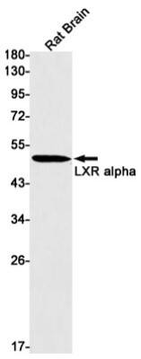 Western Blot: LXR alpha/NR1H3 Antibody (S07-6A4) [NBP3-19682]