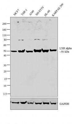 Western Blot: LXR alpha/NR1H3 Antibody [NB300-612]