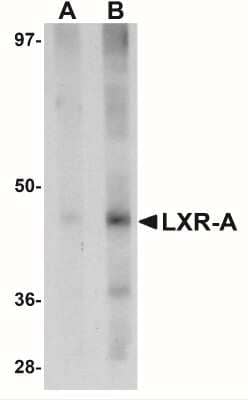 Western Blot: LXR alpha/NR1H3 AntibodyBSA Free [NBP1-77106]