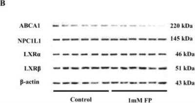 Western Blot: LXR alpha/NR1H3 AntibodyBSA Free [NBP1-77106]