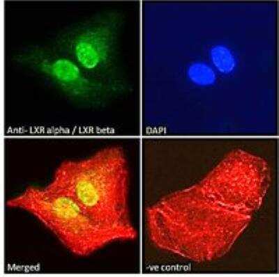 Immunocytochemistry/ Immunofluorescence: LXR alpha/beta Antibody [NB100-1465]