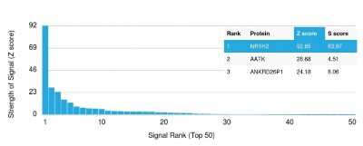 Protein Array: LXR beta/NR1H2 Antibody (LXRB/2731) - Azide and BSA Free [NBP3-08914]