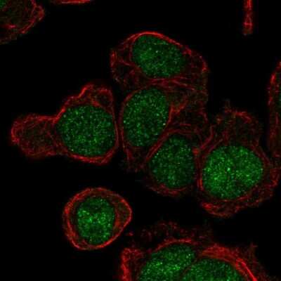 Immunocytochemistry/ Immunofluorescence: LY6G6E Antibody [NBP2-68723]