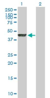 Western Blot: LYAR Antibody [H00055646-B01P]