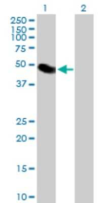 Western Blot: LYAR Antibody [H00055646-B02P]
