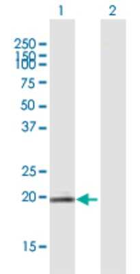 Western Blot: LYG1 Antibody [H00129530-B01P]