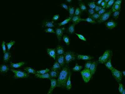 Immunocytochemistry/ Immunofluorescence: LYPD6 Antibody [NBP2-98014]