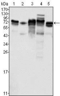 Western Blot: Metadherin Antibody (2F11C3)BSA Free [NBP1-51585]