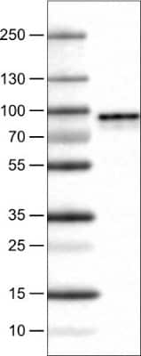 Western Blot: Metadherin Antibody (CL0397) [NBP2-52929]